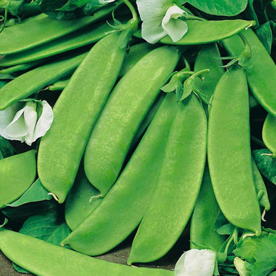 B&Q -  Pea Seeds Mangetout 'oregon Sugar Pod' Extra-Large Sweet Pods 200 Seeds