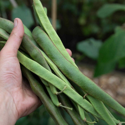 Marshalls Garden Enorma Runner Bean Seeds 50 PackVigorousHigh-Yield Variety from B&Q