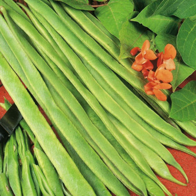 Marshalls Garden Polestar Runner Bean SeedsSalmon Flowers25Cm Stringless PodsIdeal For Vertical And Small-Space Growing from B&Q
