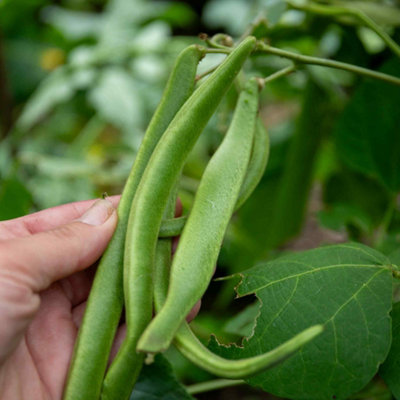 Marshalls Garden Runner Bean Seeds 'white Lady' 50 Seeds White-Flowered Variety from B&Q