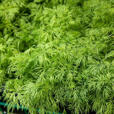 B&Q -  Dill Seeds (Anethum Graveolens) 500 Seeds Pack