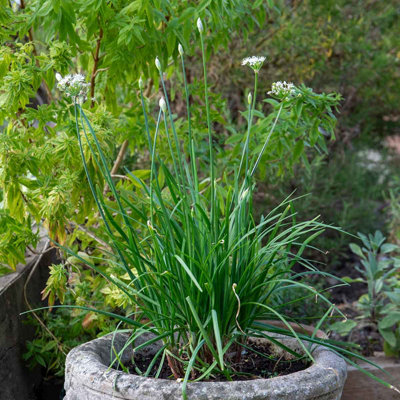Marshalls Garden Garlic Chives Seeds (Allium Schoenoprasum)120 SeedsFlat-LeavedMild Garlic Flavour from B&Q