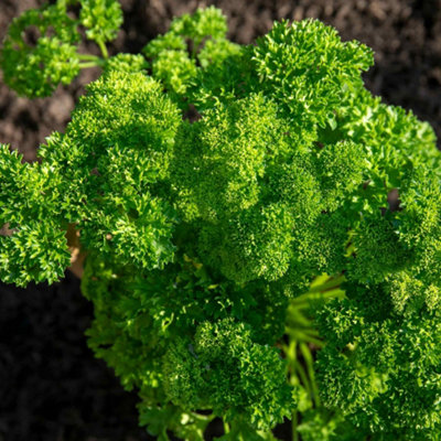 Marshalls Garden Parsley Seeds 'champion Moss Curled' 800 Seeds from B&Q