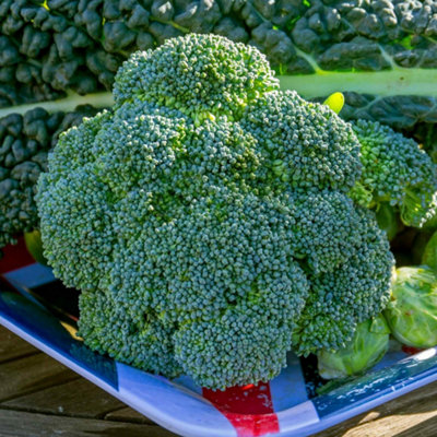 Marshalls Garden Calabrese 'marathon' F1 SeedsRhs AgmHigh-Yield Calabrese 30 Seeds from B&Q