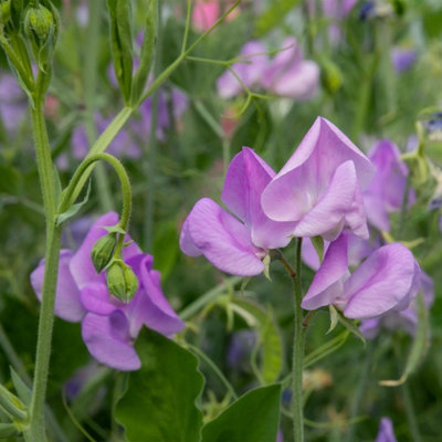 Unwins Unwin Flower Seeds Sweet Pea Leamington from B&Q