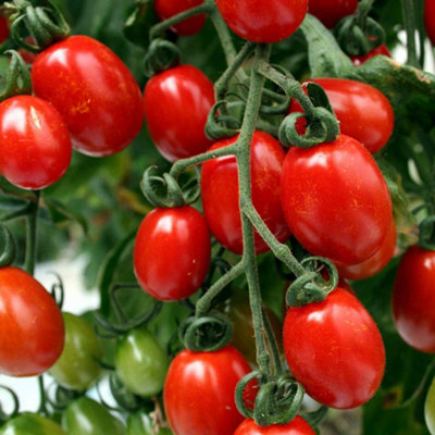 Marshalls Garden Sungrape F1 Tomato SeedsHigh-Yield Sweet Orange-Red Cherry Tomatoes6 Seeds from B&Q