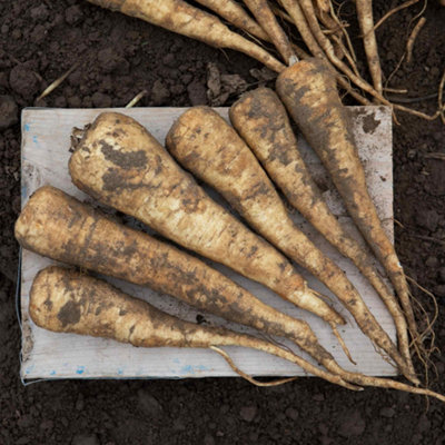 Marshalls Garden White Parsnip Seeds Pearl F1 - High-Yield, Disease-Resistant Variety Approx. 200 Seeds 1In