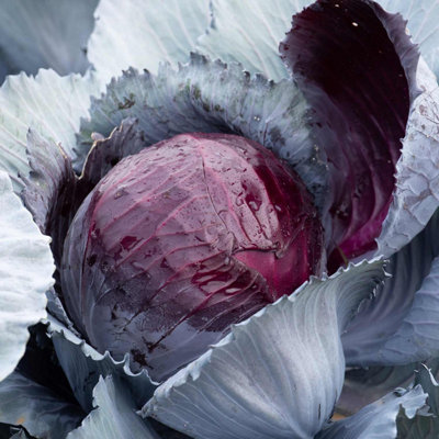 Marshalls Garden Cabbage Seeds Lodero F1 Hybrid Clubroot-Resistant Red Maincrop (20 Seeds) from B&Q