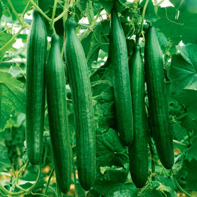 B&Q -  Cucumber Seeds 'telegraph Improved' Rhs Agm Heirloom10 Seeds