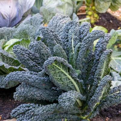 Marshalls Garden Kale Seeds 'black Magic' F1 50 Seeds Rhs Agm Hardy Tuscan Kale from B&Q