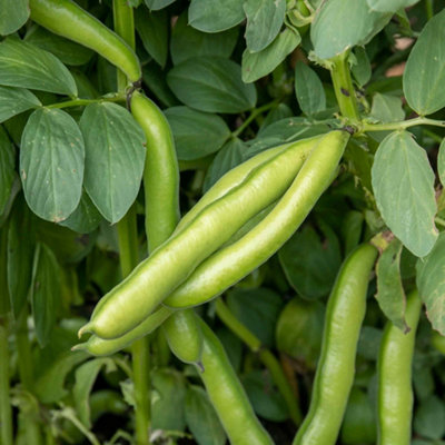 Marshalls Garden Broad Bean Seeds De Monica45 SeedsFast-Maturing Nitrogen-Fixing Variety from B&Q