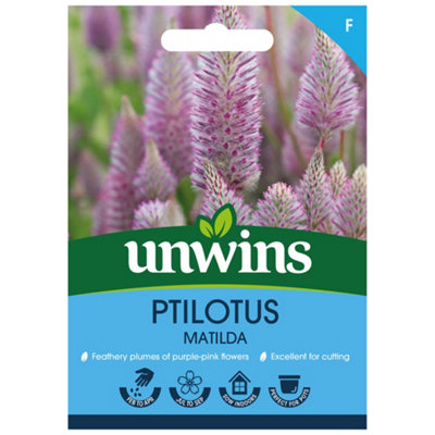 Unwins Ptilotus Matilda Easy To Grow Seeds from B&Q