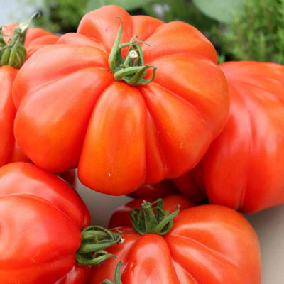 Marshalls Garden Tomato Seeds Corazon F1 Large Oxheart Beefsteak Variety 5 Seeds from B&Q