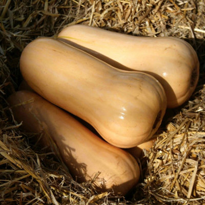Marshalls Garden Butternut Squash Seeds Sweetmax (Approx. 8 Seeds) from B&Q