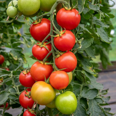 Marshalls Garden Cordon Tomato Seeds Moneymaker70 Seeds from B&Q