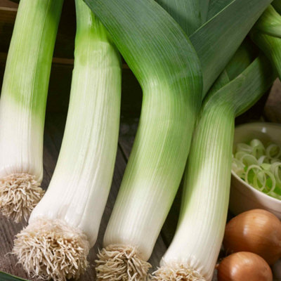 Marshalls Garden Leek Seeds 'terminal'Early Vigorous Variety300 Seeds For Full Sun & Raised Beds from B&Q