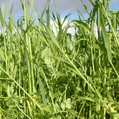Marshalls Garden Green Manure Mix Autumn/winter Vetch & Cereal Rye (Covers Approx. 20M²) from B&Q