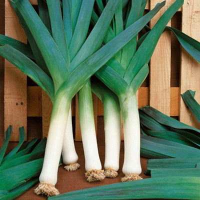 Marshalls Garden Leek Seeds 'blauwegroene Winter Bandit' Hardy Winter Leek Variety 250 Seeds from B&Q