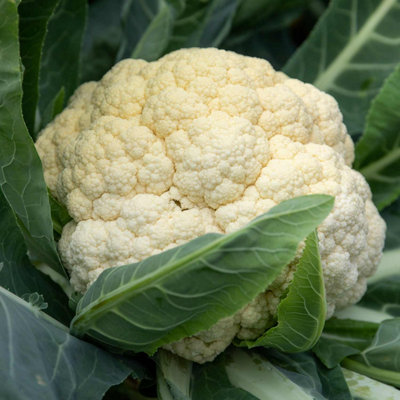 Marshalls Garden Cauliflower Seeds TirzaEarly Compact Heads40-Seed Pack from B&Q