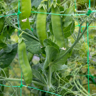 Marshalls Garden Mangetout Pea Seeds Snow Wind F1200 Seeds from B&Q