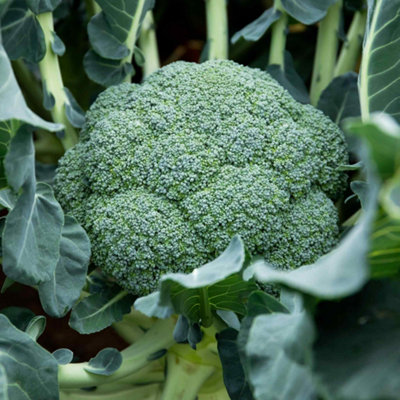 Marshalls Garden Calabrese Seeds Komodo F1 30 Seeds from B&Q