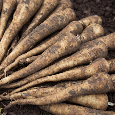 Marshalls Garden Parsnip Seeds 'panorama' F1 200 Seeds Exhibition-Quality Variety from B&Q