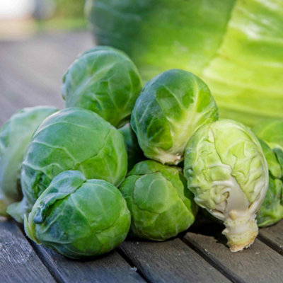 Marshalls Garden Brussels Sprout Seeds 'trafalgar' F140 Seeds from B&Q