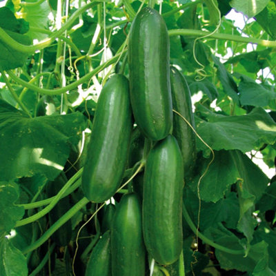 Marshalls Garden Sherpa F1 Cucumber SeedsSelf-FertileDisease ResistantHigh Yield (6 Seeds) from B&Q