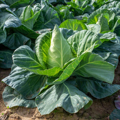 Marshalls Garden Regency F1 Cabbage Seeds 50 PackCompact Pointed-Heart Variety from B&Q