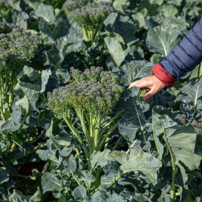 Marshalls Garden Broccoli Seeds Spring Rapini 500 Seeds Fast-Maturing from B&Q