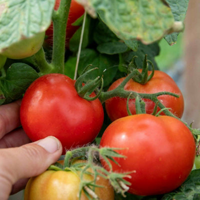 Marshalls Garden Tomato Seeds Summerlast F1 For Patio And Containers 6 Seeds from B&Q