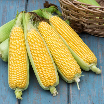 Marshalls Garden Sweetcorn Seeds 'tyson' F130 SeedsHigh-Yield Sweetcorn from B&Q