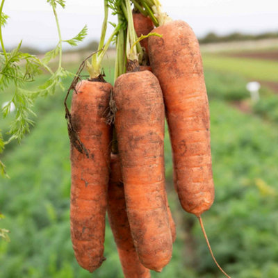 Marshalls Garden Charisma F1 Chantenay Carrot Seeds300 Seeds For Containers & Plots from B&Q