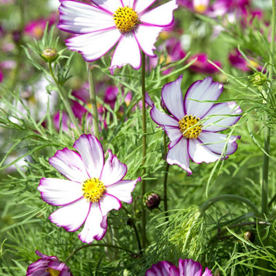 B&Q -  Cosmos Seeds 'tip Top Picotee'Pink & White AnnualPack Of 100 Seeds