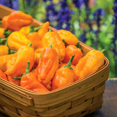 Marshalls Garden Chilli Pepper Seeds Orange Pepperoncini Traditional Italian Variety 20 Seeds from B&Q