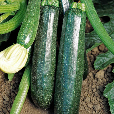 Marshalls Garden Courgette Seeds 'sure Thing' F1 (Partenon) Early-Setting Seedless Variety For Pots & Small Gardens 15 Seeds from B&Q