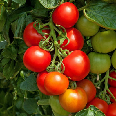 B&Q -  Tomato Seeds 'cocktail Crush' Blight-Resistant Sweet 40 G Cocktail Tomatoes 10 Seeds