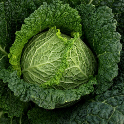 Marshalls Garden Cabbage Seeds 'manon' F145 Seeds Fast-Maturing Hardy Variety from B&Q