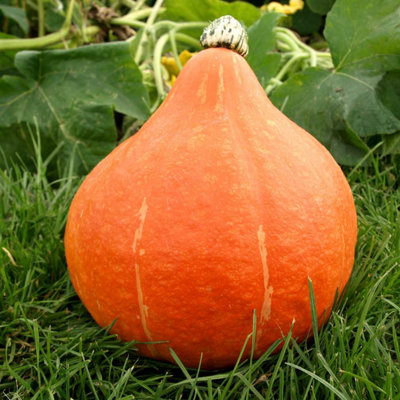 Marshalls Garden Potimarron Squash SeedsChestnut Pumpkin20 Seeds from B&Q