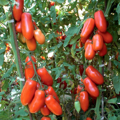 Marshalls Garden Tomato Seeds Giulietta 6 Pack Italian Plum Variety from B&Q