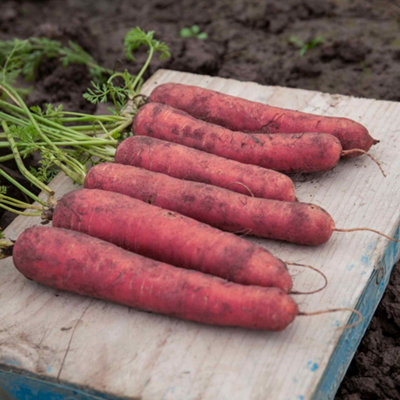 Marshalls Garden Red Sun Carrot Seeds 1G (Approx. 300 Seeds)Vigorous Large Cylindrical Roots from B&Q