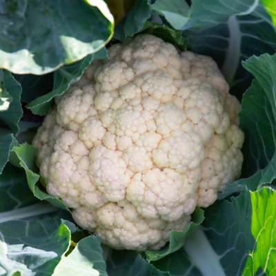 Marshalls Garden Cauliflower Seeds 'andromeda' 10 Pack Summer/autumn White Curd from B&Q