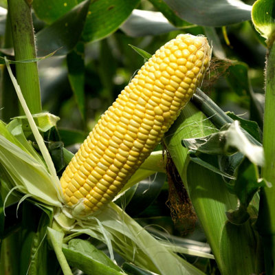 Marshalls Garden Sweetcorn Seeds Strong Star F1 Early Super-Sweet High Yield 50 Seeds from B&Q