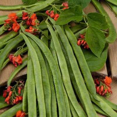 Marshalls Garden Runner Bean Seeds 'guinness Record' 50 SeedsExtra-Long Pods And Red Flowers from B&Q