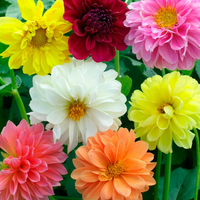 Marshalls Garden Dahlia Seeds 'Decorative Mixed' - Double & Semi-Double, 50 Seeds Large