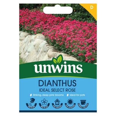 Unwins Dianthus Ideal Select Rose Easy To Grow Seeds from B&Q