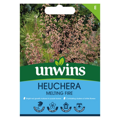 Unwins Heuchera Melting Fire Seeds from B&Q