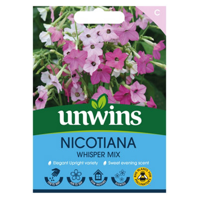 B&Q -  Nicotiana Whisper Mix Easy To Grow Seeds