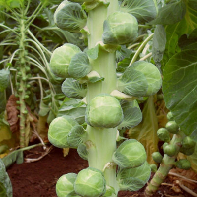 Marshalls Garden Organic Brussels Sprout Seeds 'nautic' F1 EarlyDisease-ResistantHigh Yield 12 Seeds from B&Q