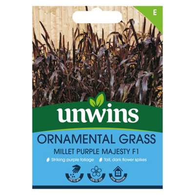 Unwins Ornamental Grass Millet Purple Majesty F1 from B&Q